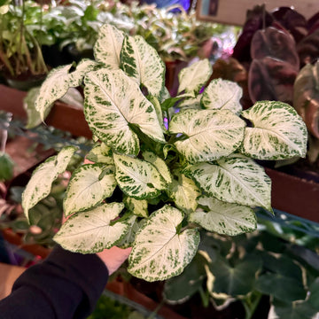 6” Syngonium Glo Glo - pretty white and green coloring