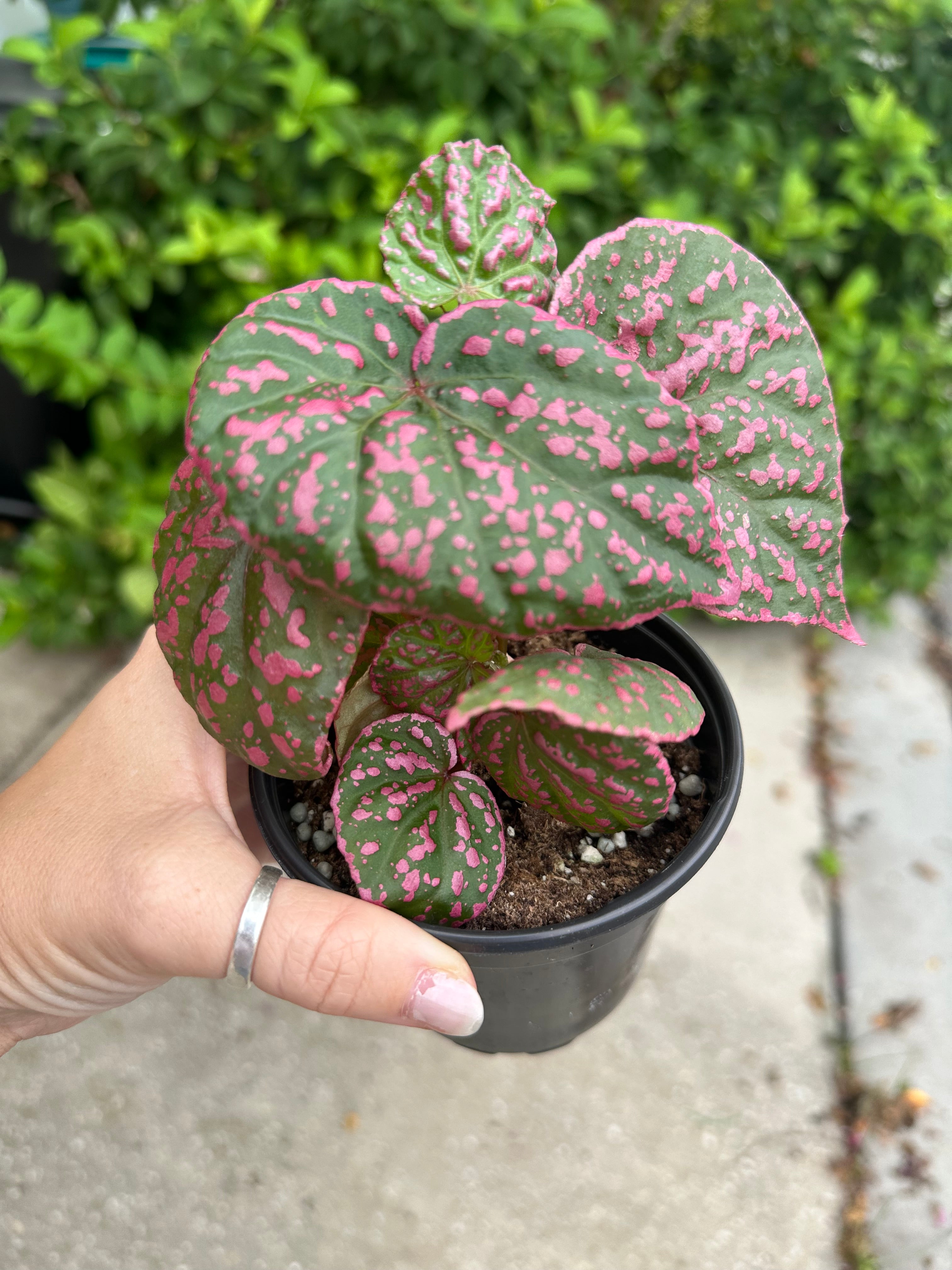 Begonia roseopunctata - 4