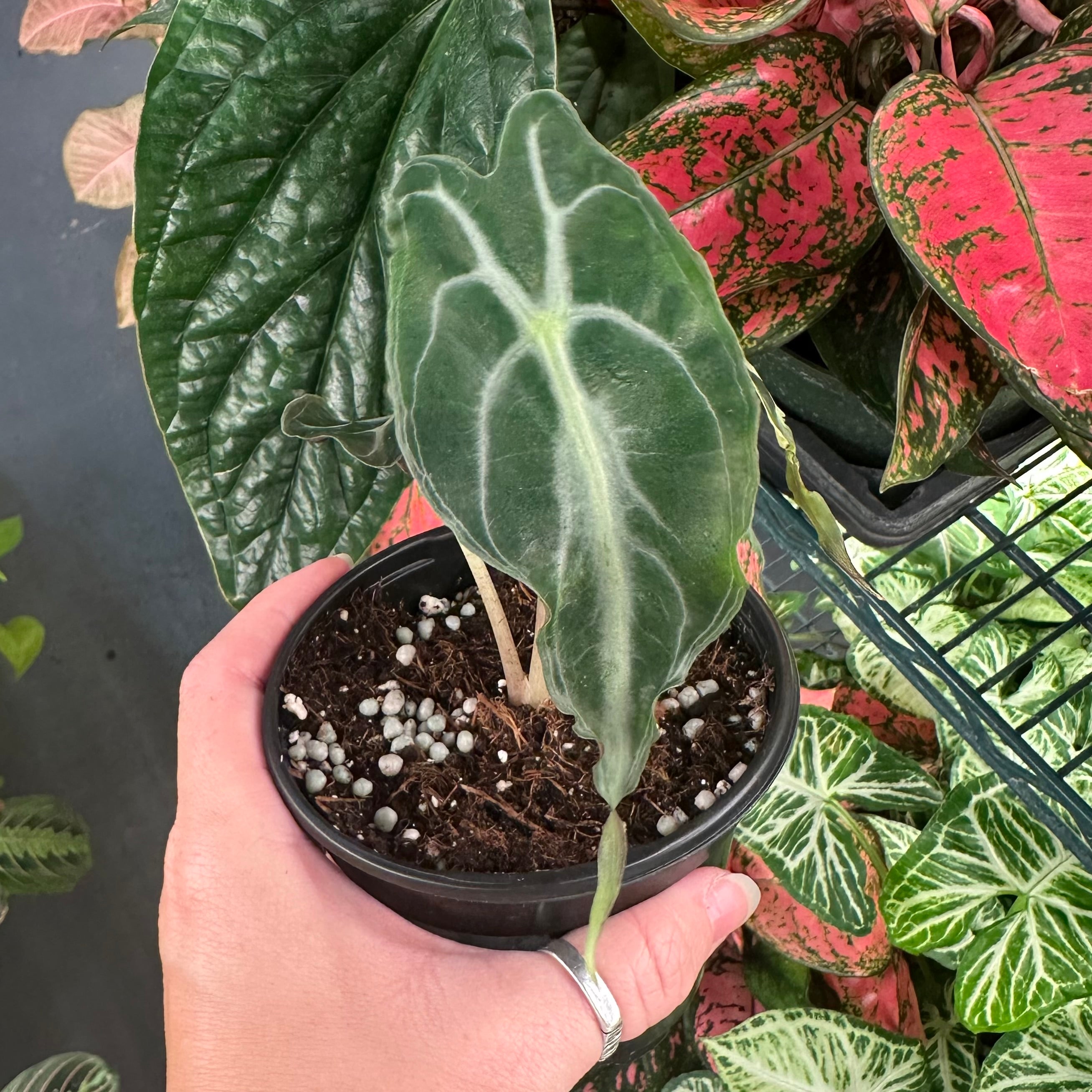 Alocasia venom - 4
