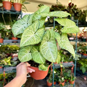 6” Syngonium white butterfly