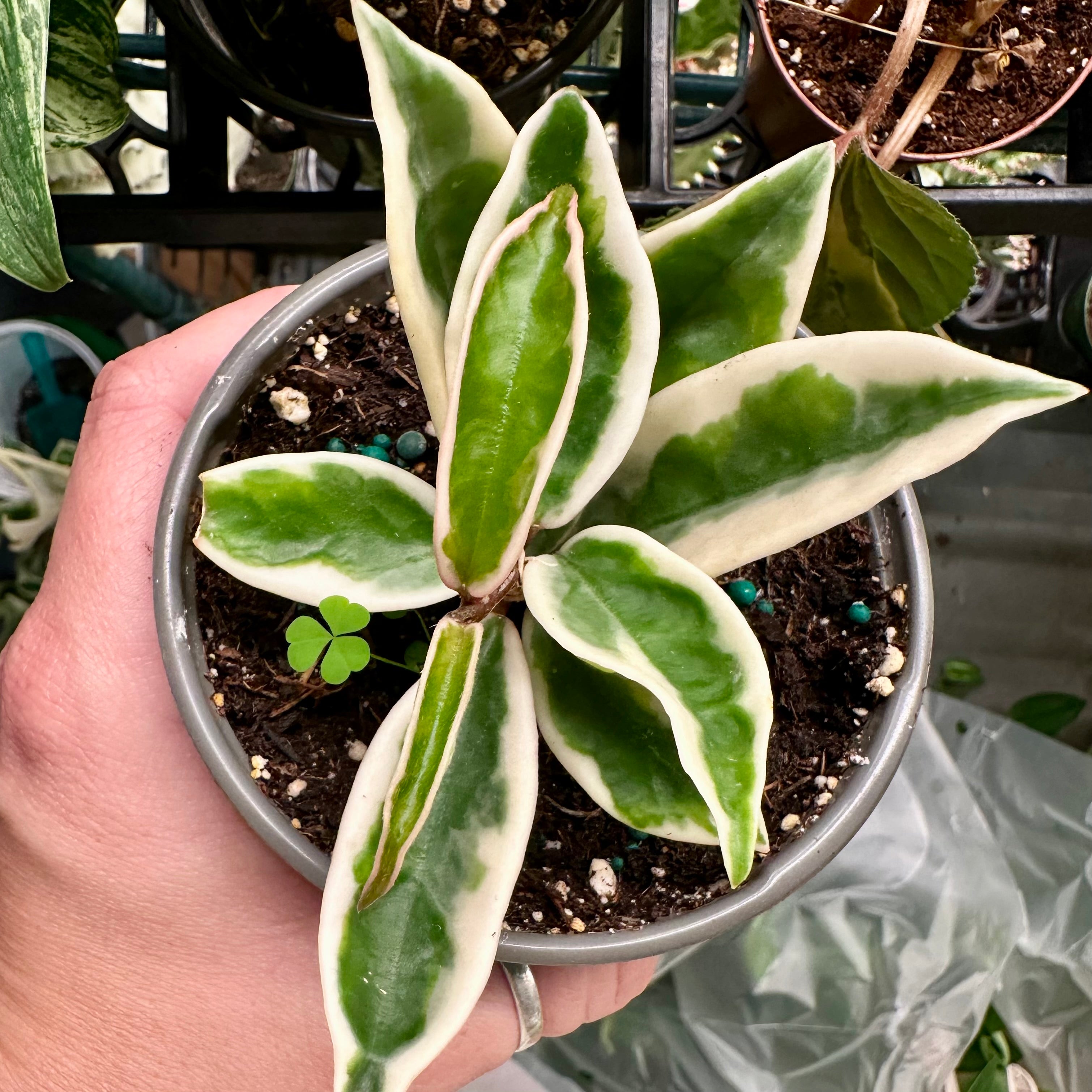 4” Hoya suzie q – Land of Alice