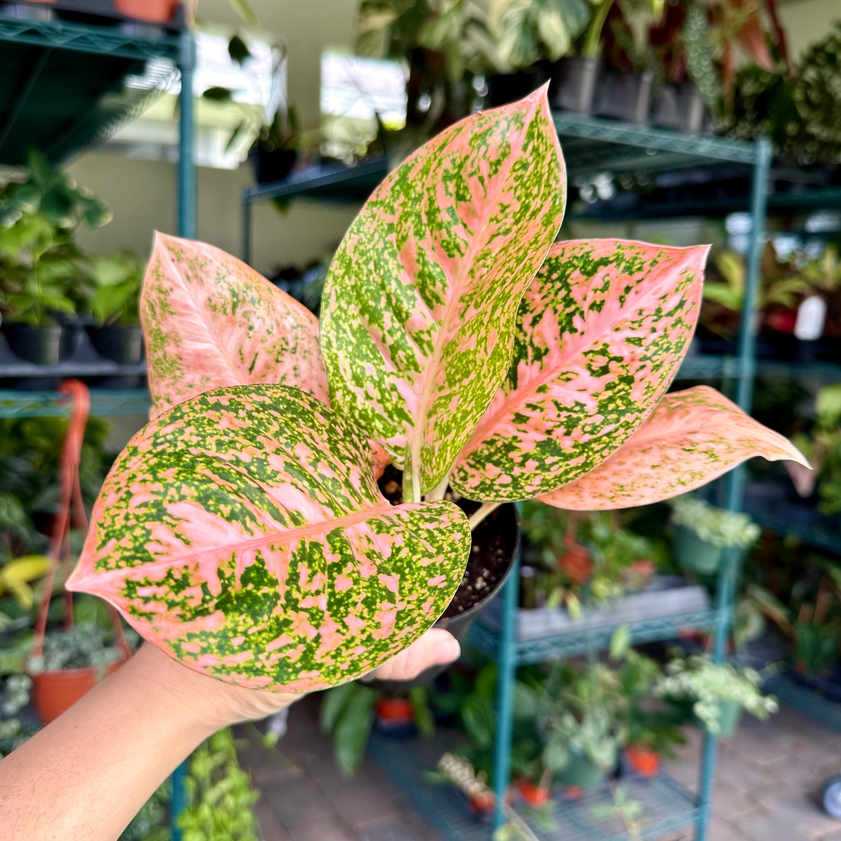 Aglaonema Orange Stardust variegated *Preorder* (3845P:G) | Rare Aroid