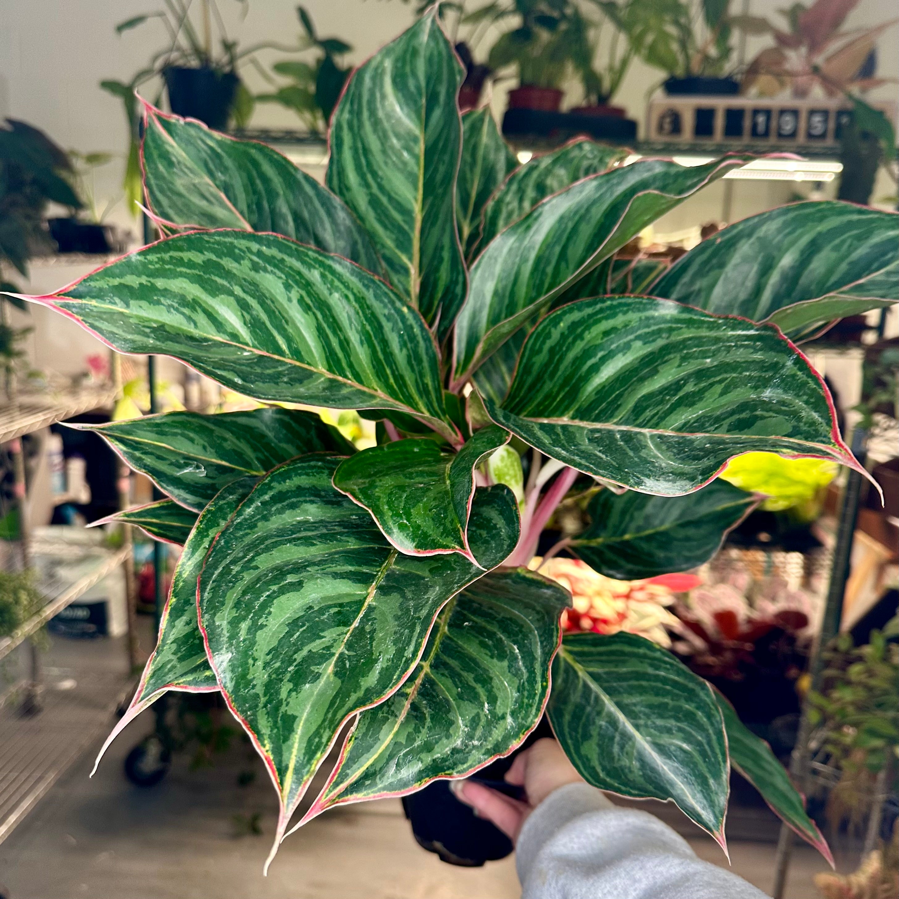 Aglaonema Moonstone Miles - 6” pot – Land of Alice