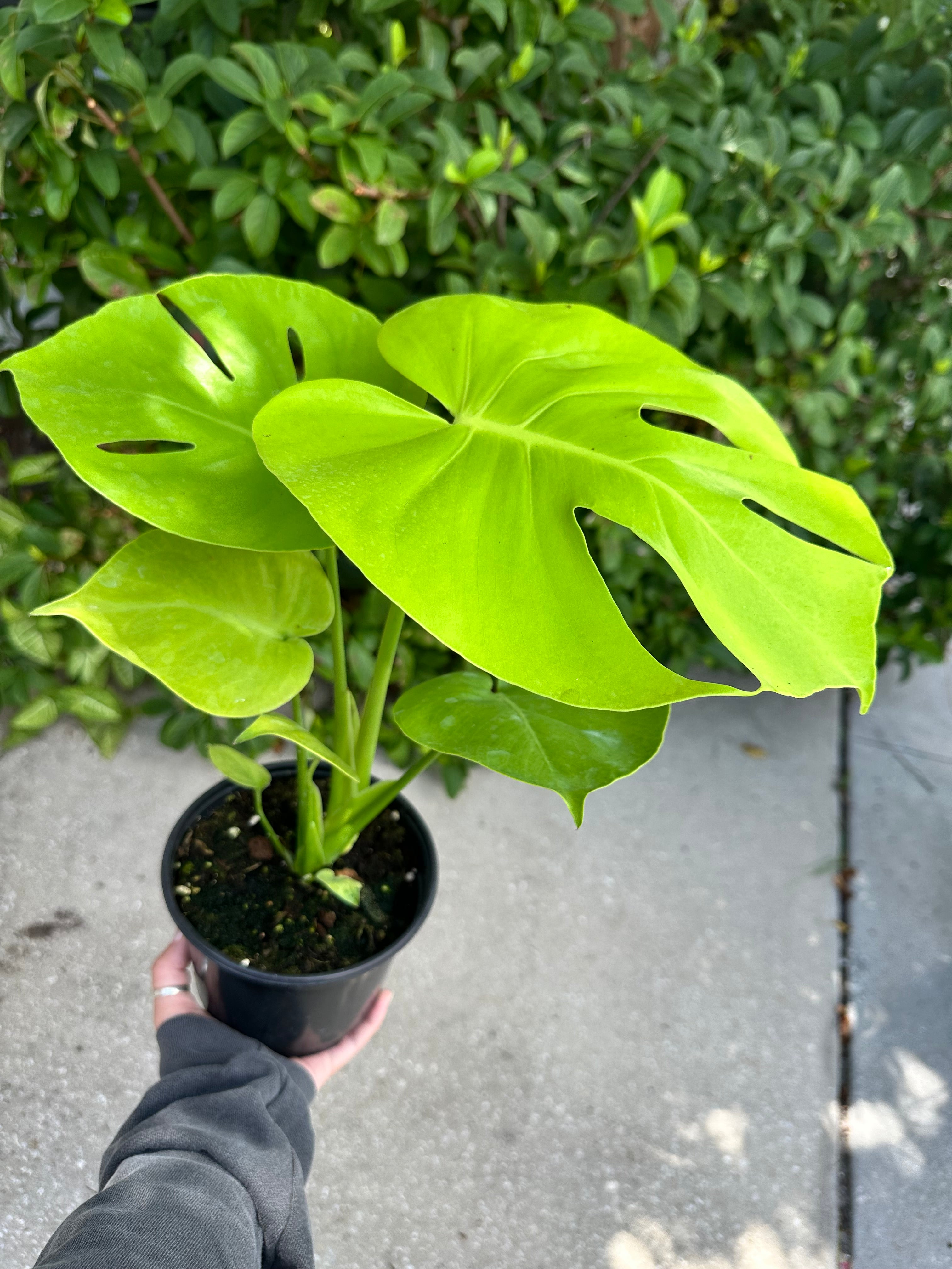 Monstera lemon lime / Monstera Golden - 6” pot – Land of Alice