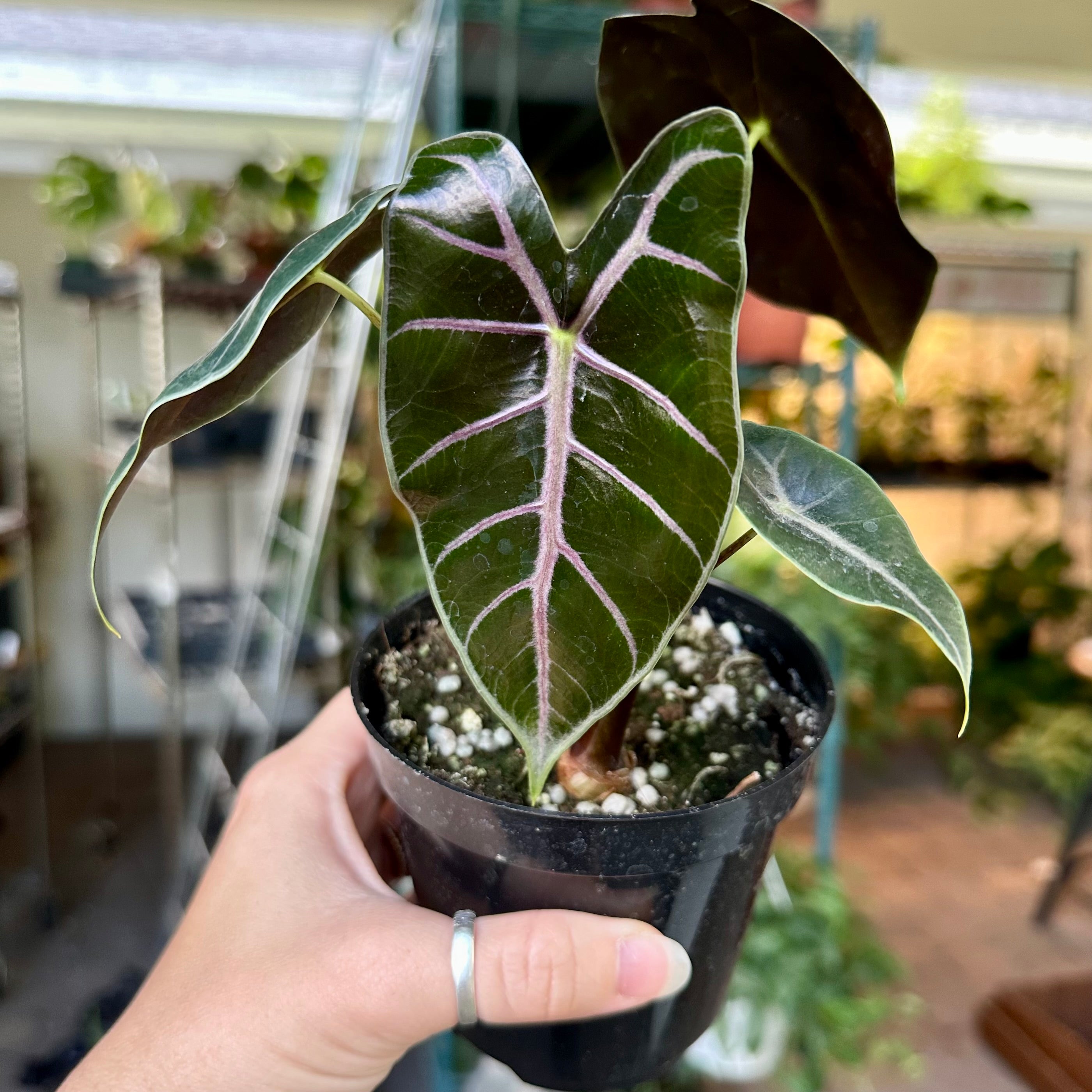 Alocasia Longiloba Purple Veinアロカシアロンギロバ Alocasia