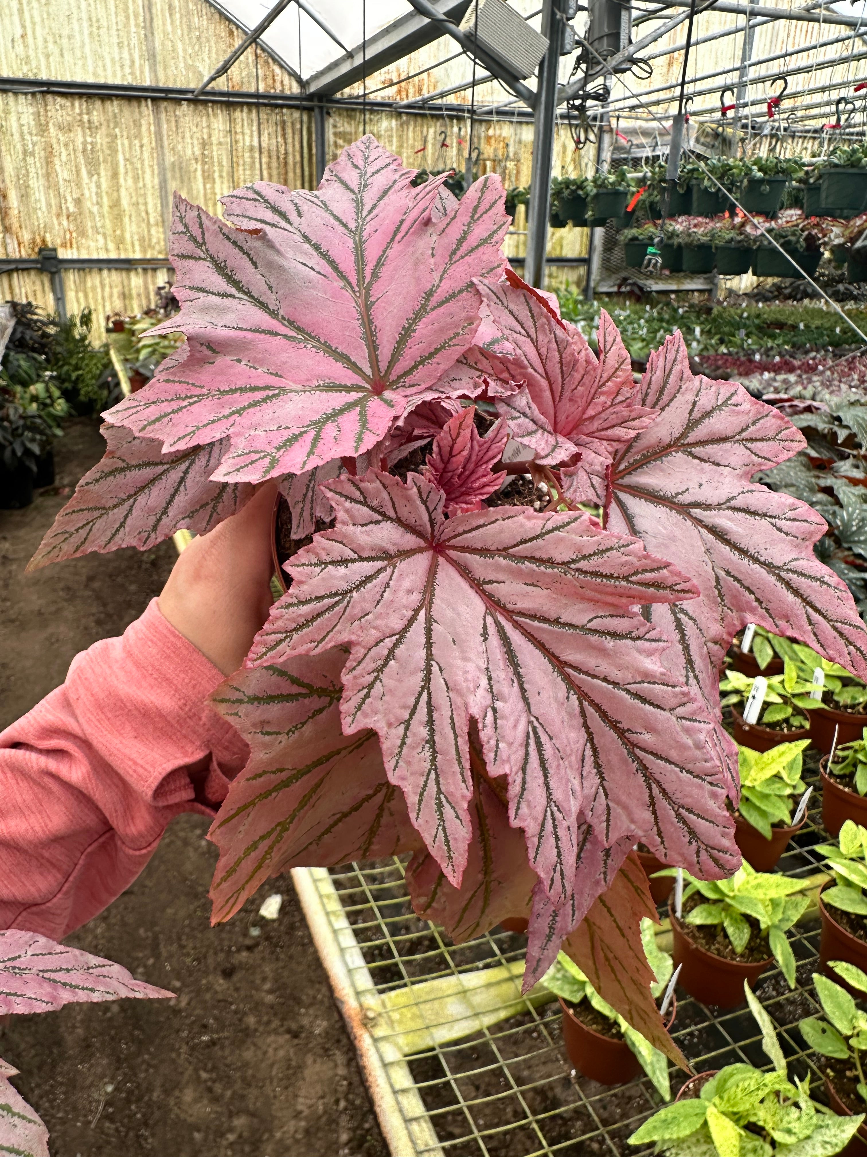 Angel Wing Begonia 'Lamoon' - RARE plant - 4” pot – Land of Alice