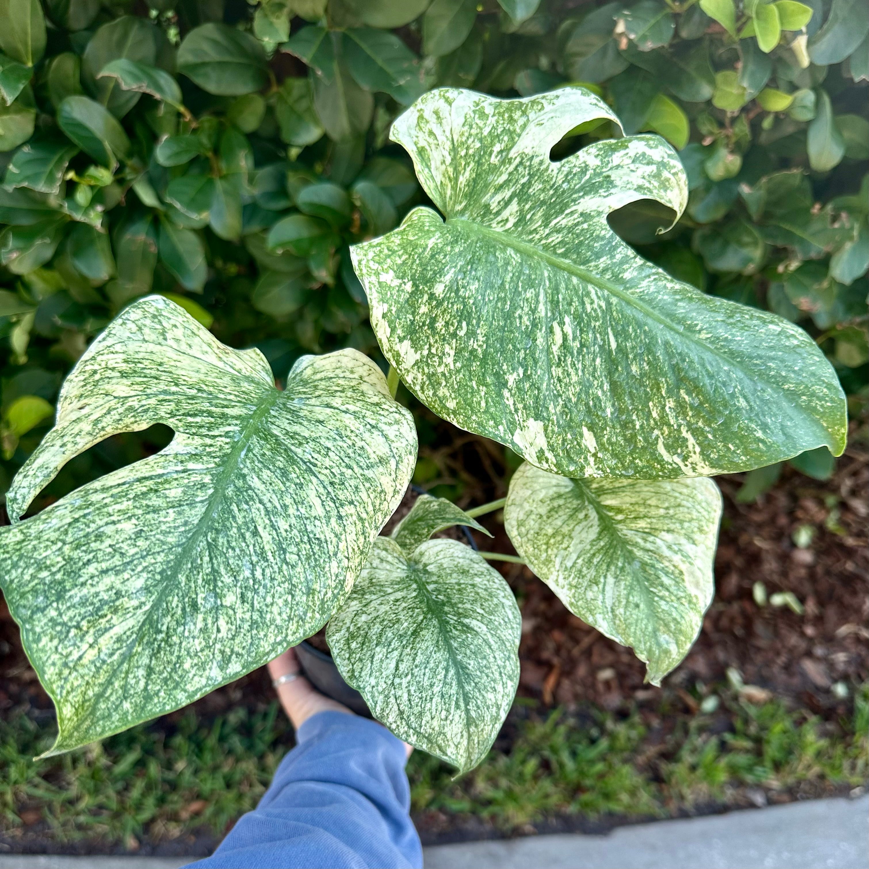 mint monstera plant Monstera mint