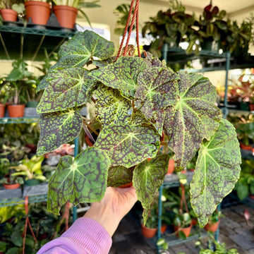 6” Begonia aces high