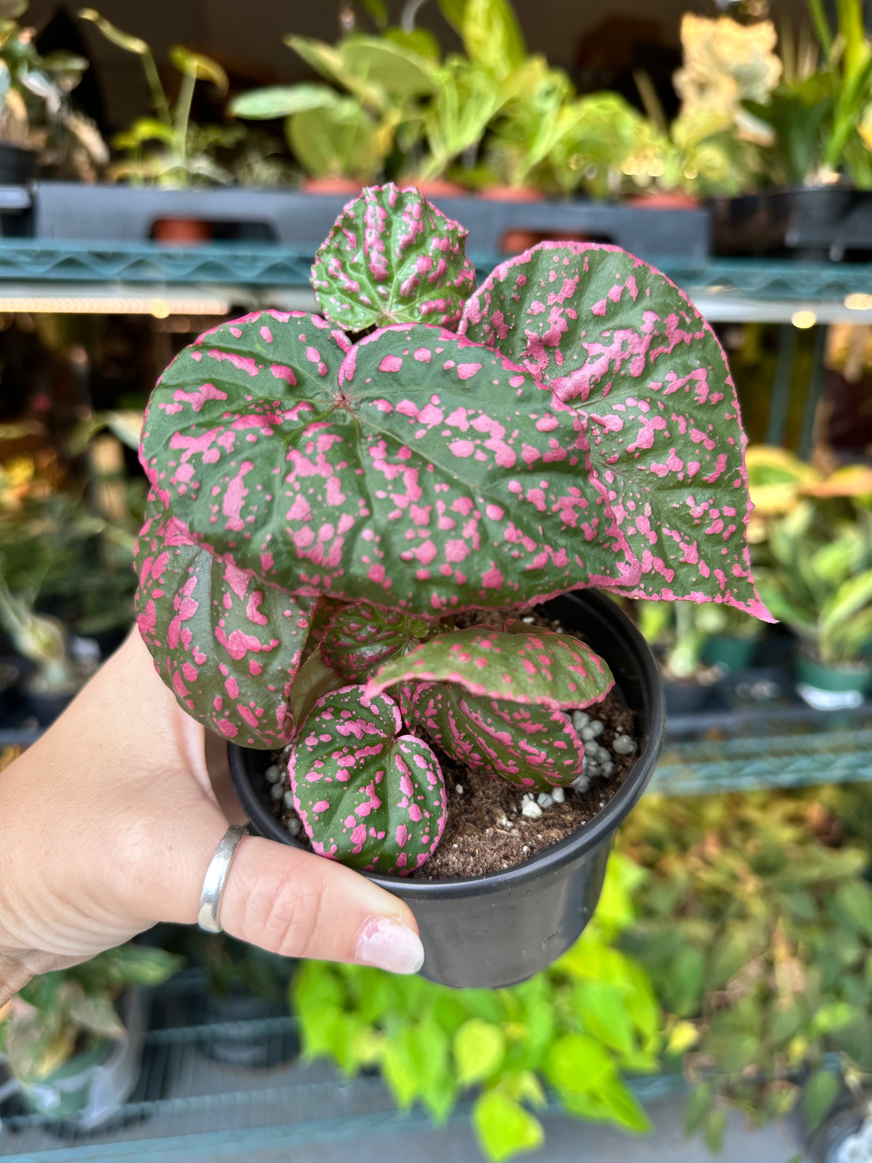 Begonia roseopunctata - 4
