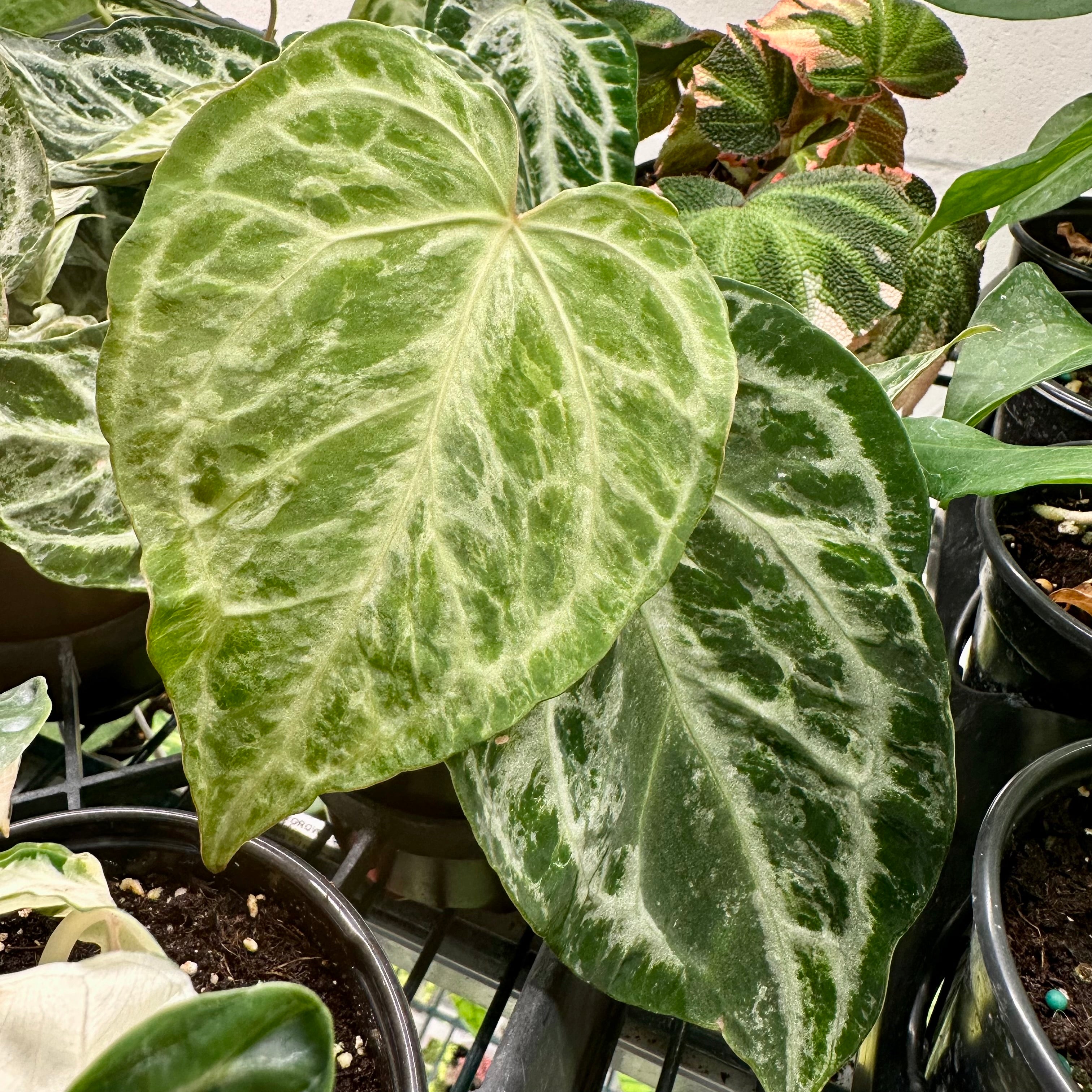 4” Anthurium silver blush mint - rare – Land of Alice