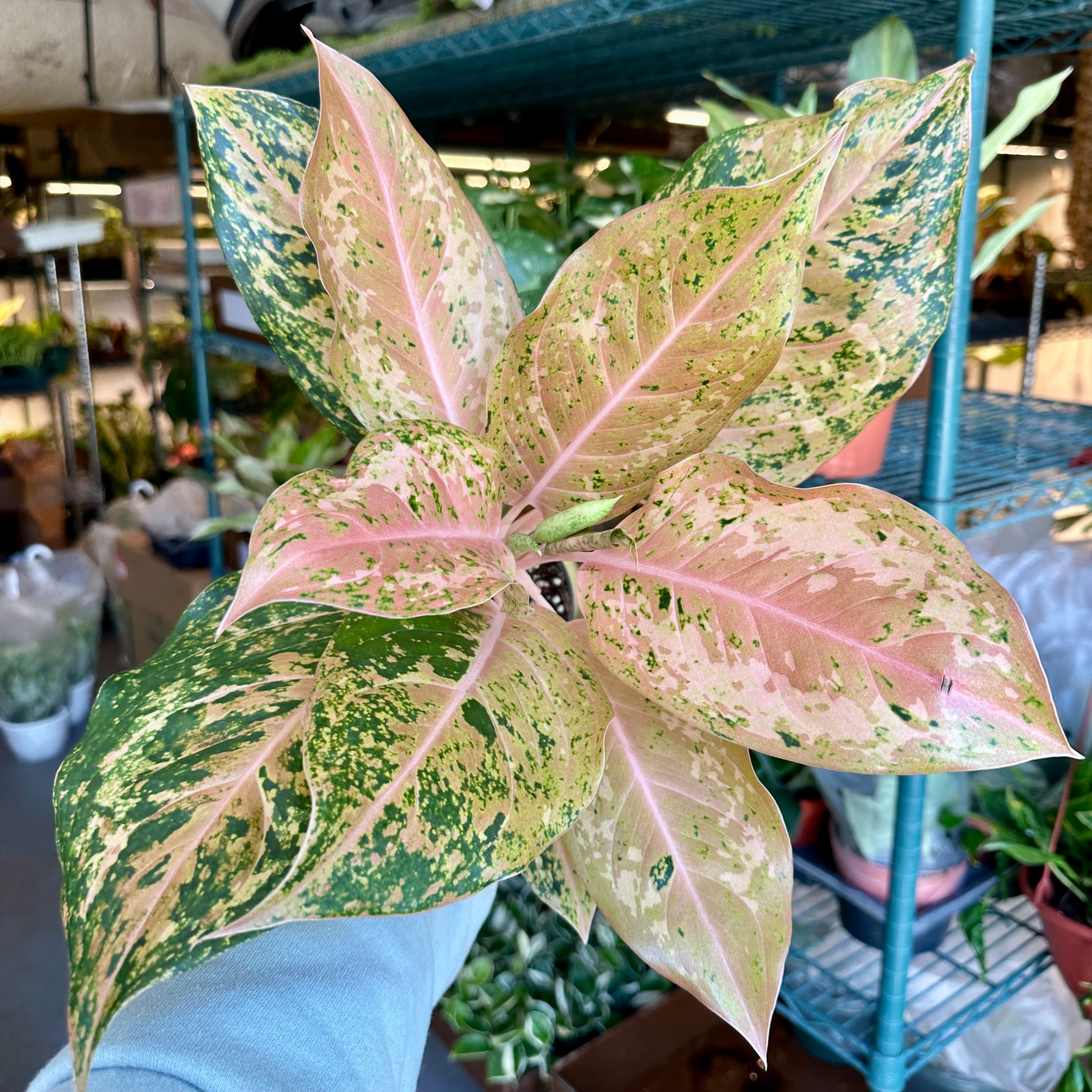 その他観葉植物 Aglaonema Orange Gold Star 4” Aglaonema Orange Goldstar – Land of Alice