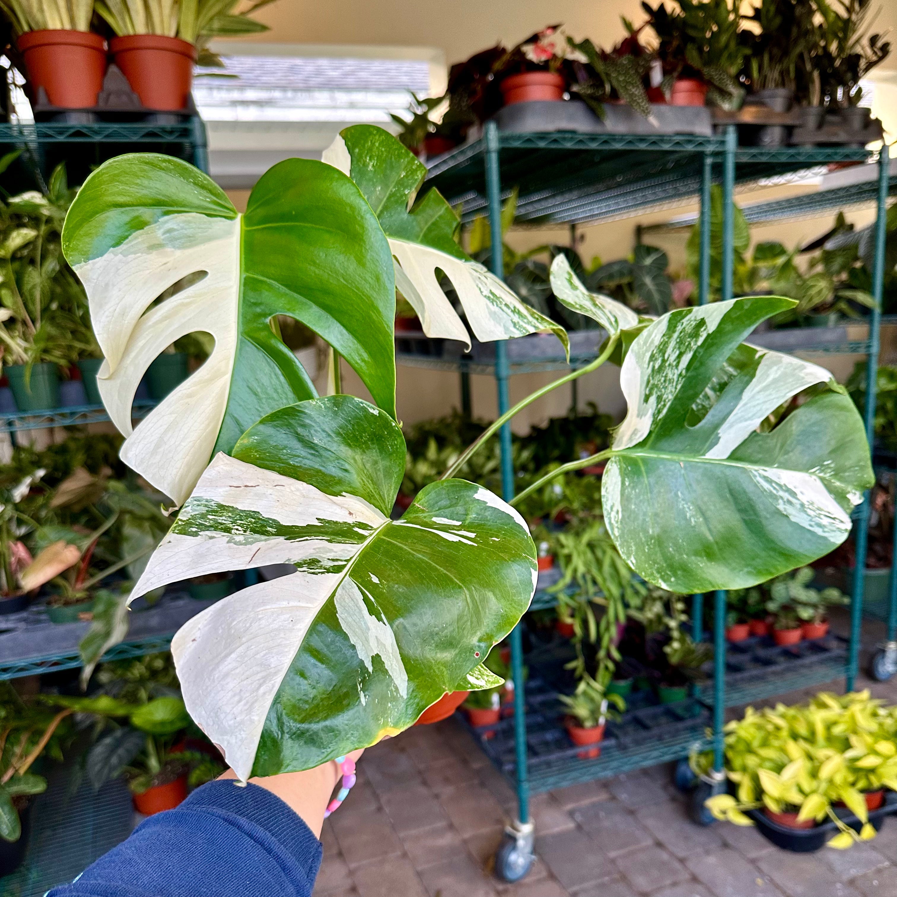 variegated monstera albo Monstera albo