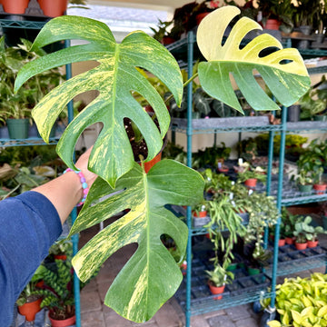 4” Monstera aurea with imperfections - high variegation!