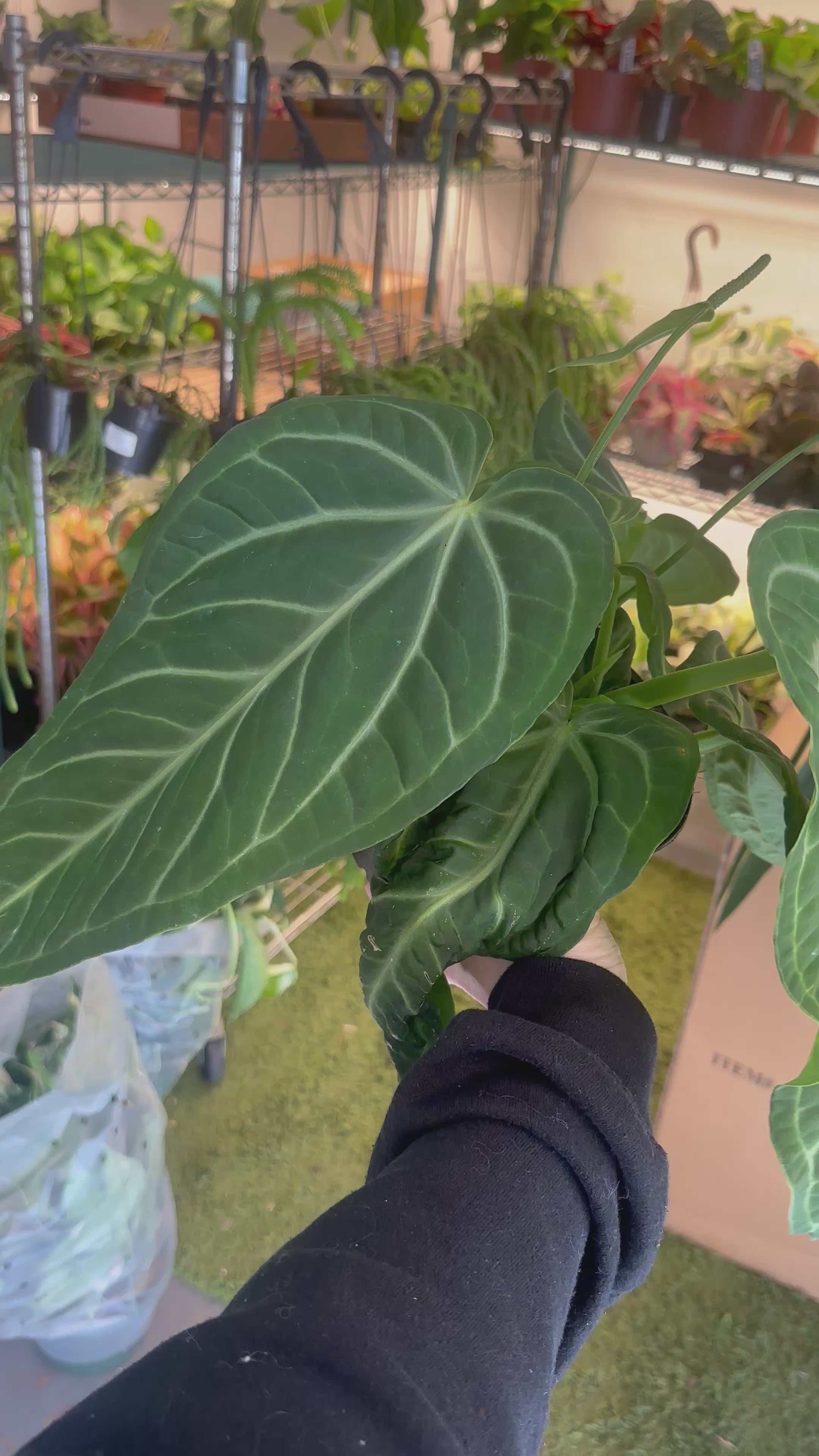 anthurium villenaorum for sale Anthurium villenaorum