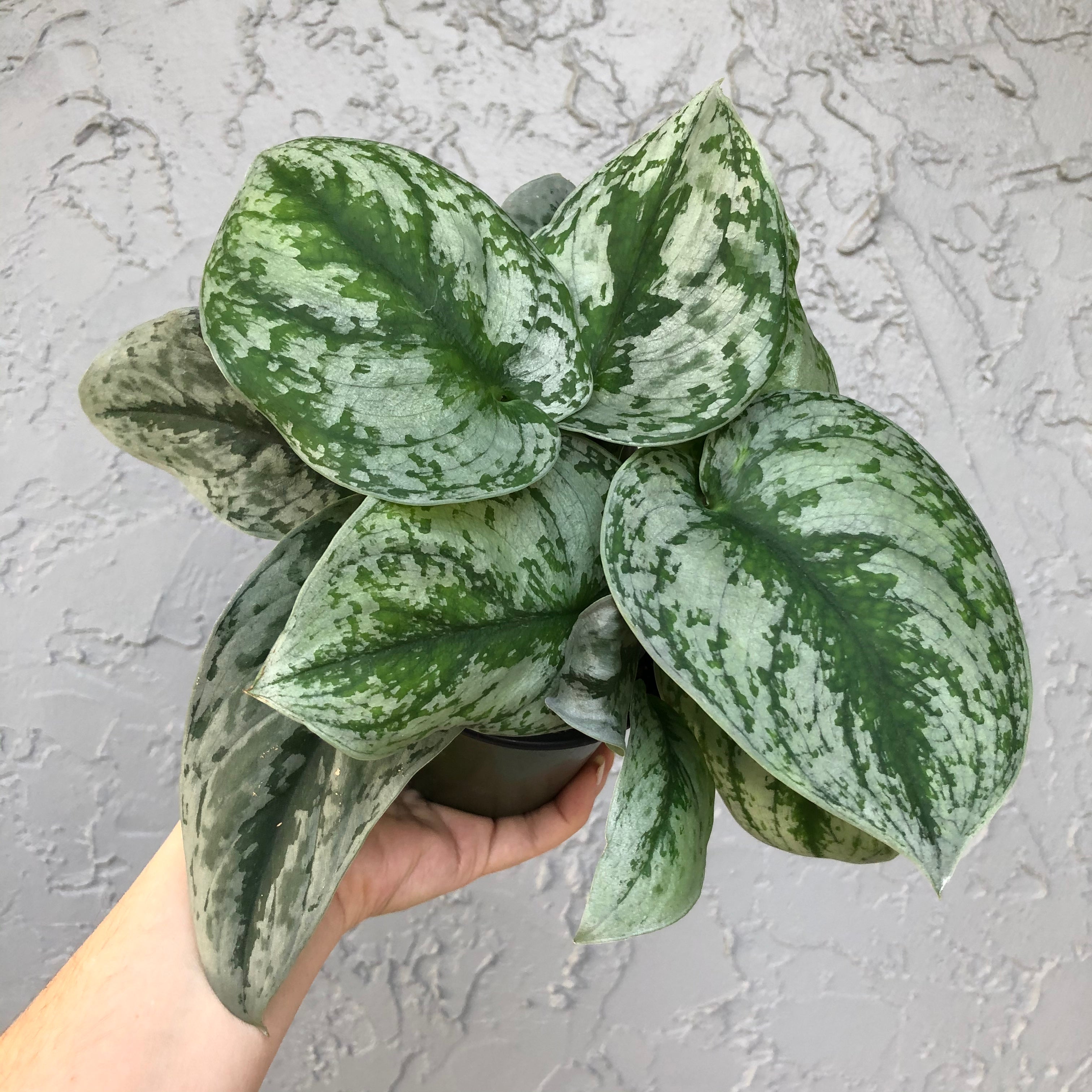 The Plant House | Scindapsus Exotica 'Acintya' • Exotica