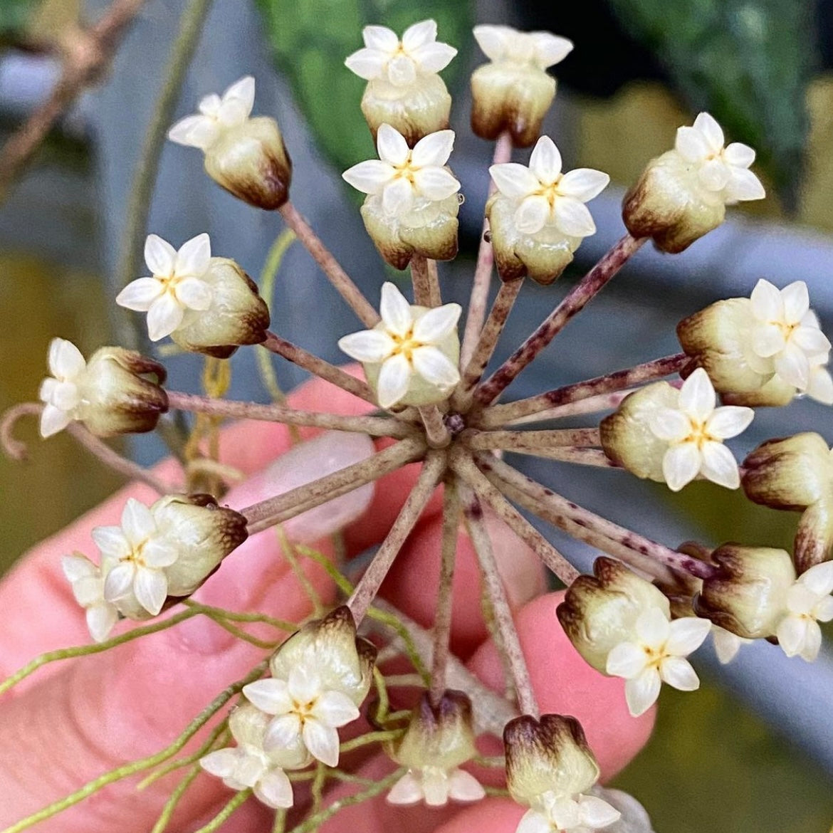 通販生活 ファッション clemensiorum Hoya – Alice of Land その他観葉植物