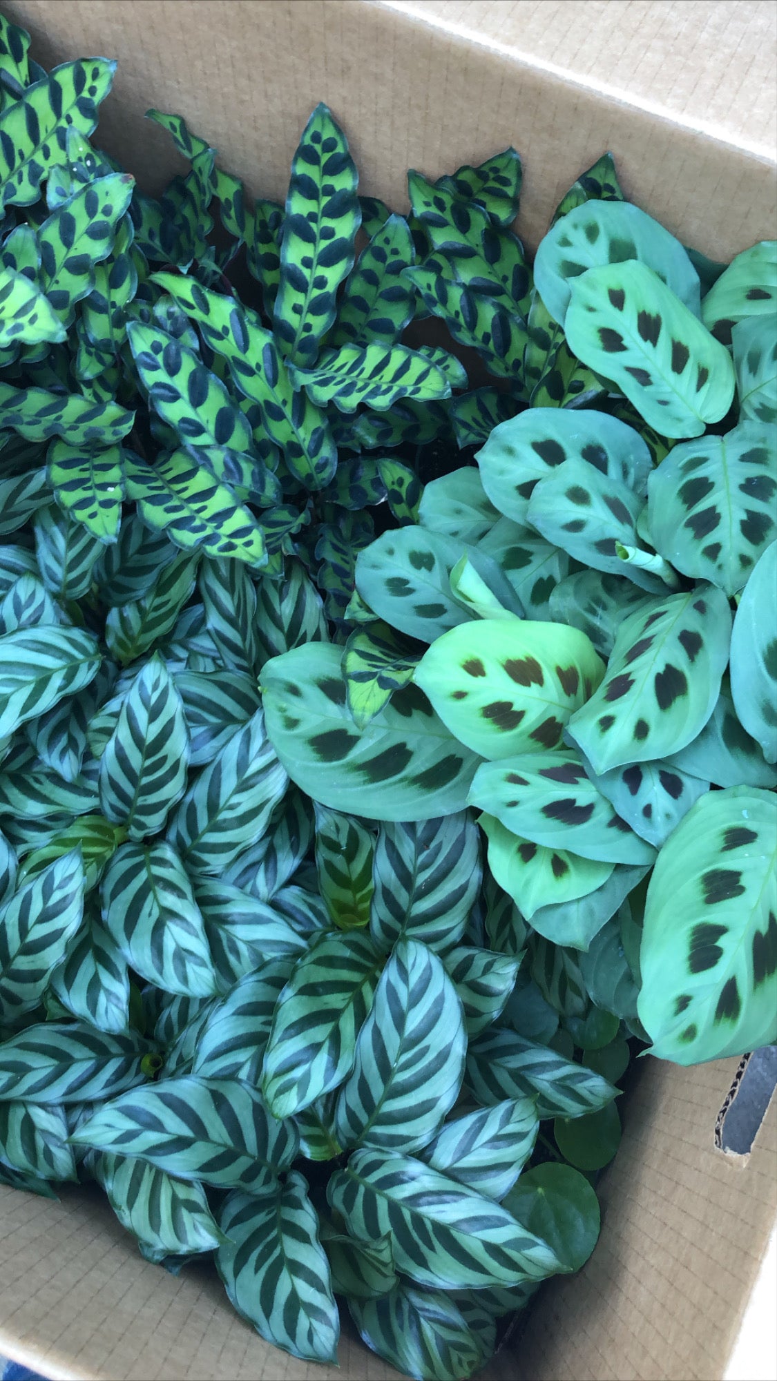 Prayer Plants Land of Alice