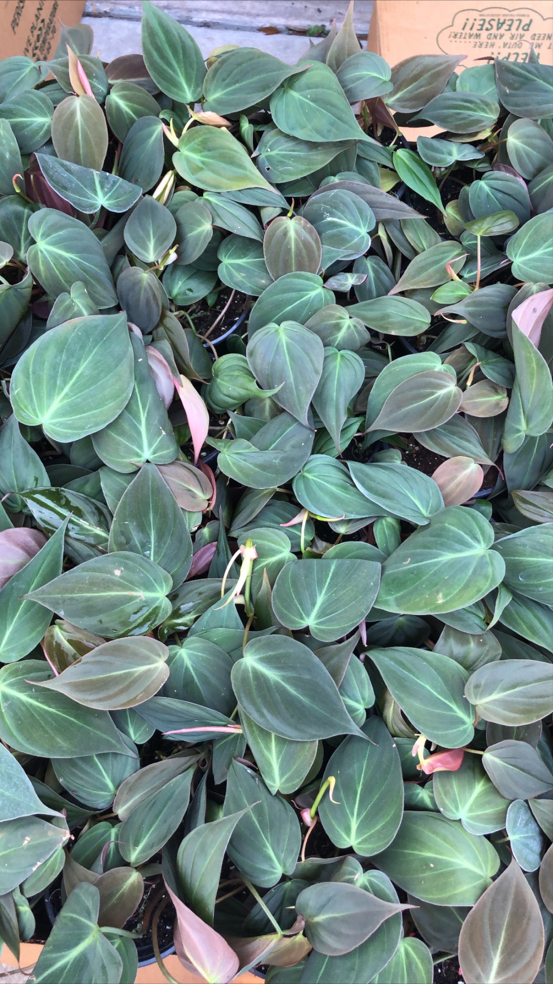 Pothos, Philodendron, & Scindapsus