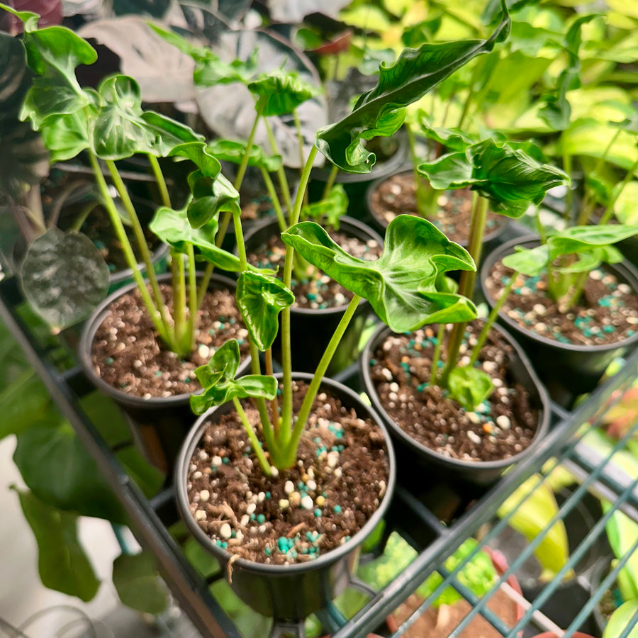 4” Alocasia teletubbies