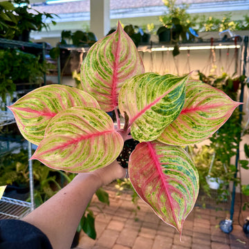 6” Aglaonema jolie