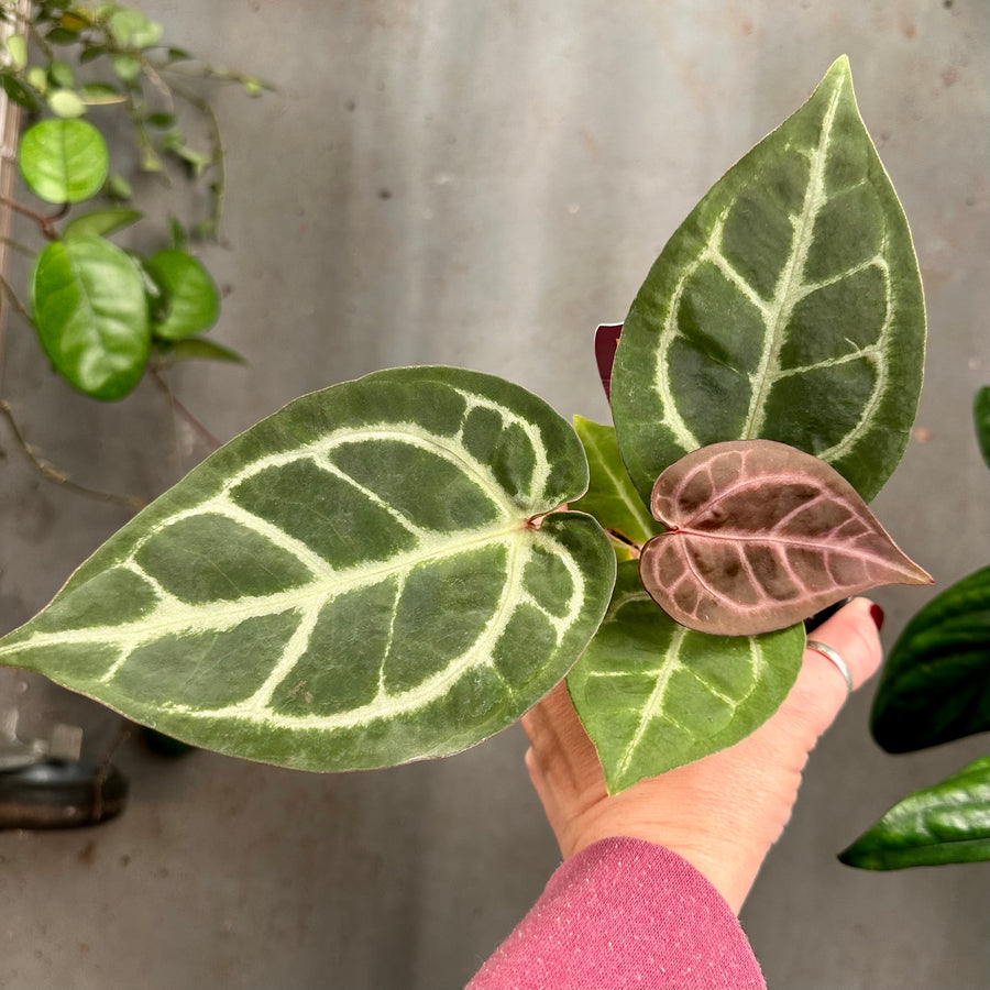 4” Anthurium Michelle x Black Velvet