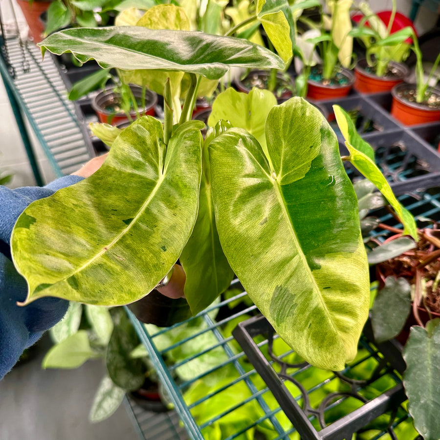 4” Philodendron Burle Marx mint
