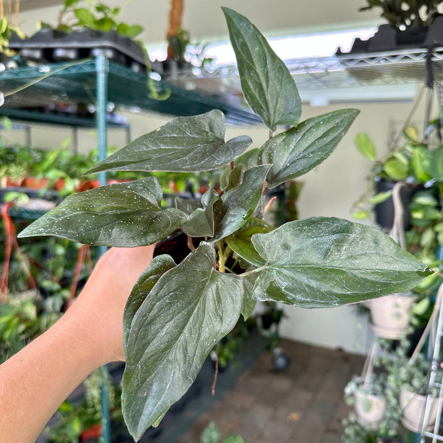 4” Syngonium red arrow