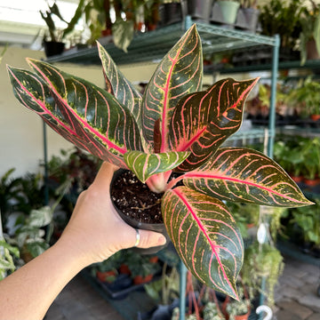 4” Aglaonema black sumatra