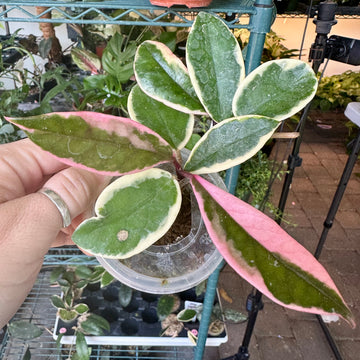 Hoya carnosa flamingo dream aka purple pride