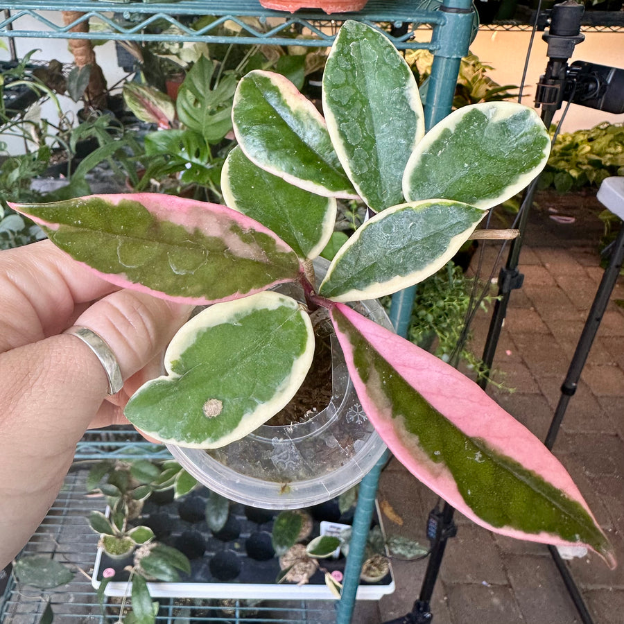 Hoya carnosa flamingo dream aka purple pride