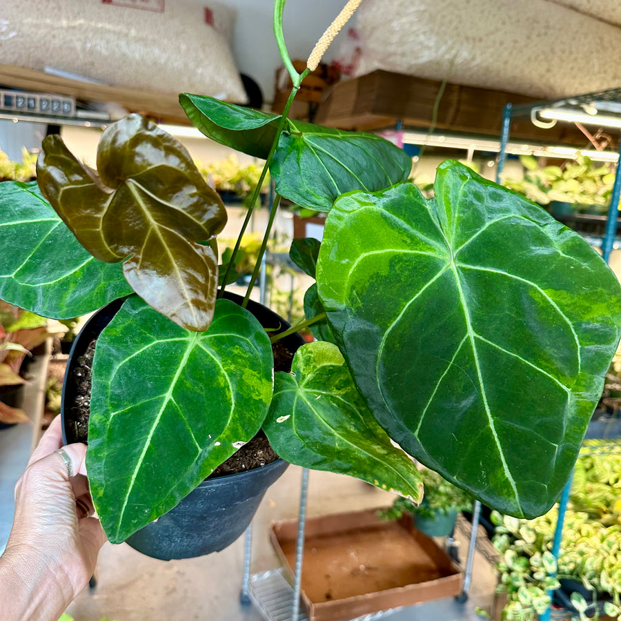 Anthurium forgetii sport - 8