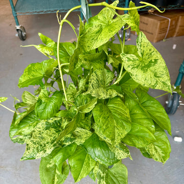 8” Syngonium mojito XL