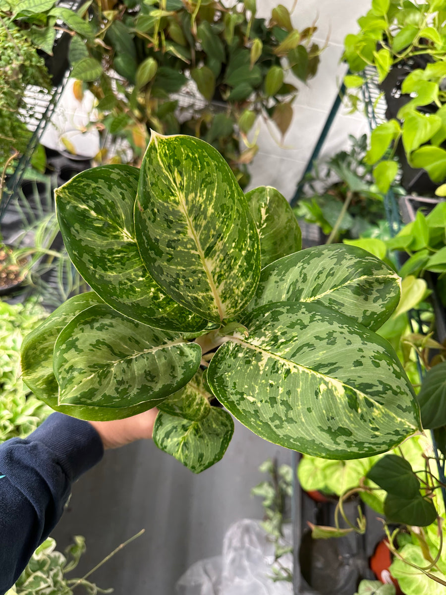 Custom Listing: Aglaonema box
