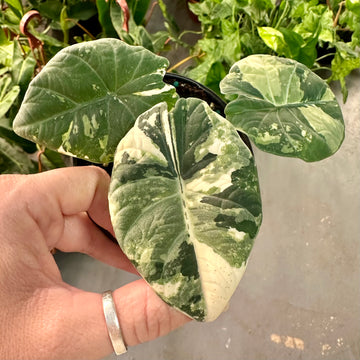 Alocasia Maharani Variegated - 4” pot