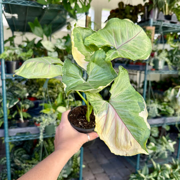 4” Syngonium orm thong