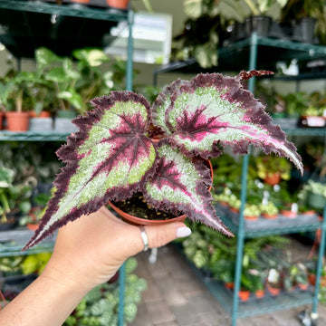 4” Begonia Harmony’s gator tail