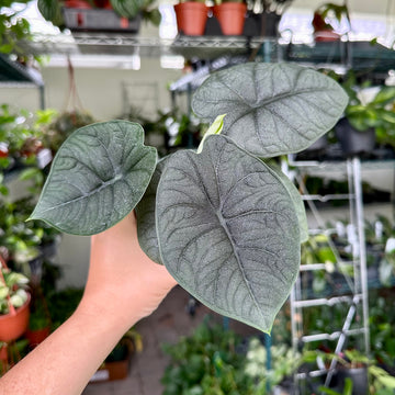 4” Alocasia melo