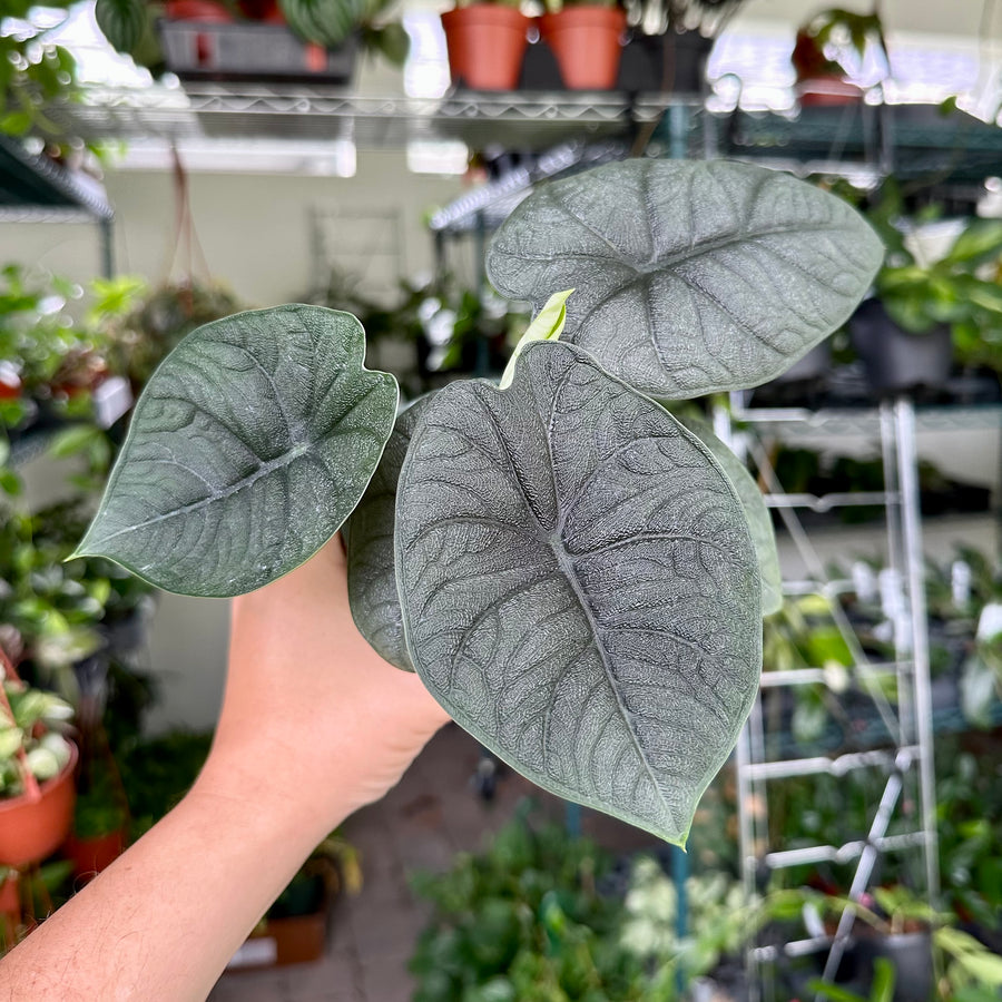 4” Alocasia melo