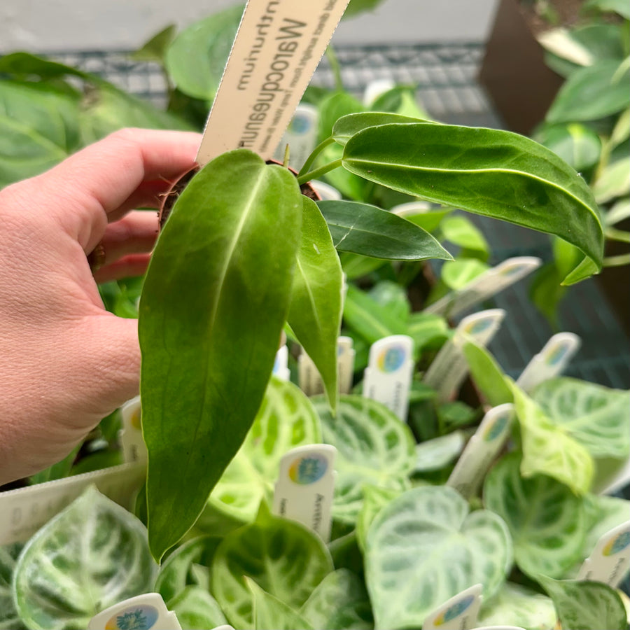 2” Anthurium warocqueanum
