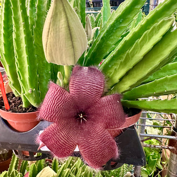 4” Stapelia hirsuta