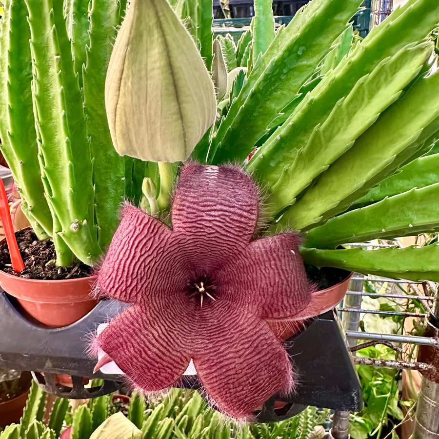 4” Stapelia hirsuta