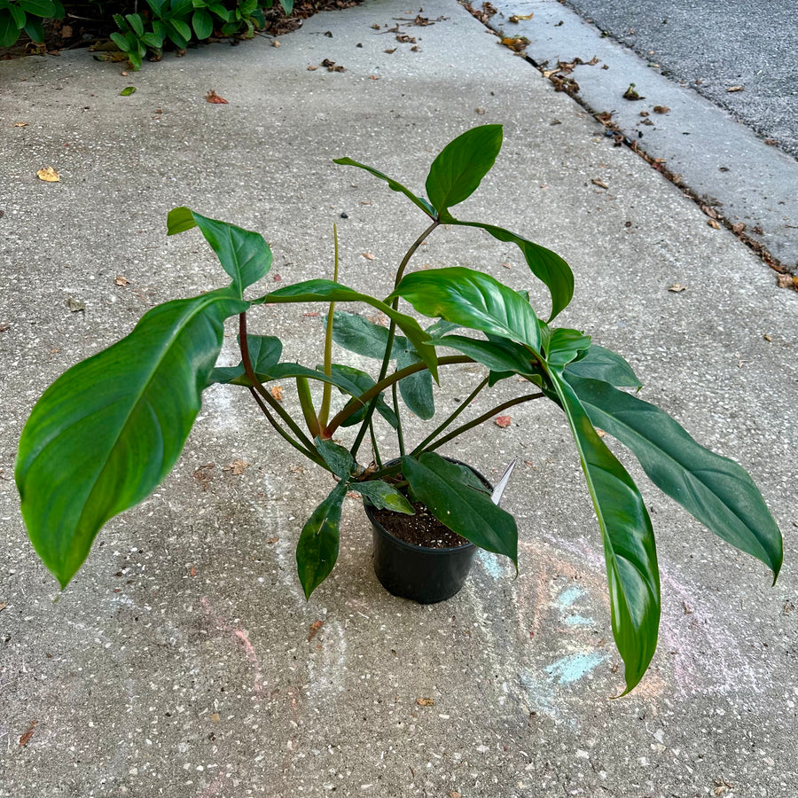 Philodendron mexicanum - 6