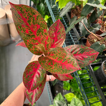 4” Aglaonema red stardust