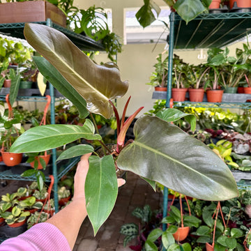 4” Philodendron Florida Bronze