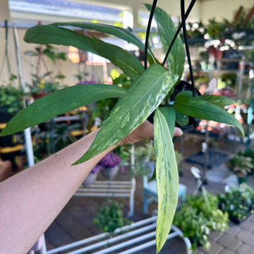 4” Anthurium vittarifolium variegated