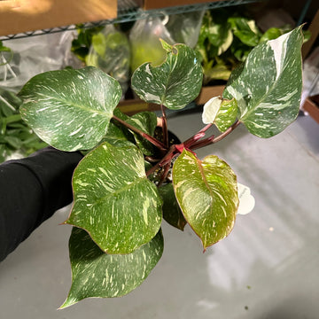 4” Philodendron white knight galaxy