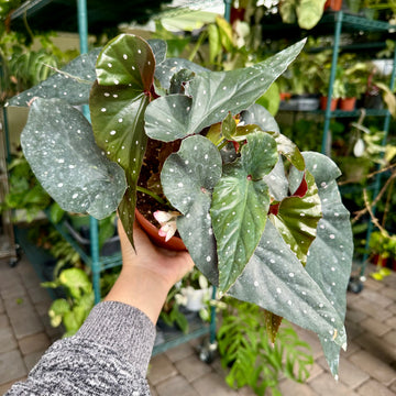 4” Angel Wing Begonia - Harmony’s Ingenue