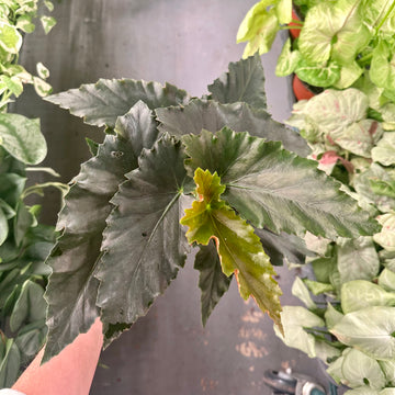6” Angel Wing Begonia - Harmony's Black Jack