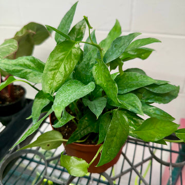 6” Epipremnum Skeleton Key Pothos