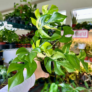 4” Rhaphidophora Tetrasperma variegated